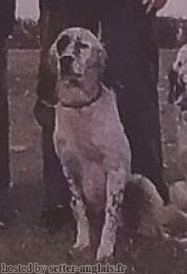 Setter Anglais FRANCINI'S FULL Setter Anglais FRANCINI'S FULL